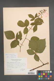 Rubus nemoralis [KOR 31402]