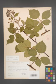 Rubus nemoralis [KOR 54019]