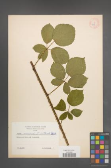 Rubus nemoralis [KOR 5838]