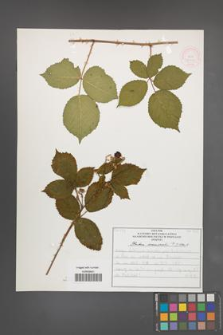 Rubus nemoralis [KOR 51945]