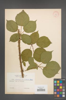 Rubus nemoralis [KOR 5842]