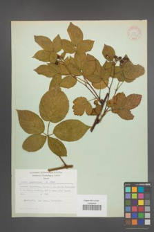 Rubus nessensis [KOR 31396]
