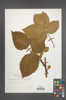 Rubus nessensis [KOR 25670]