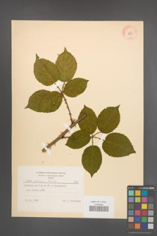 Rubus opacus [KOR 8959]