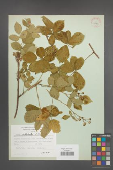 Rubus orthostachys [KOR 30733]