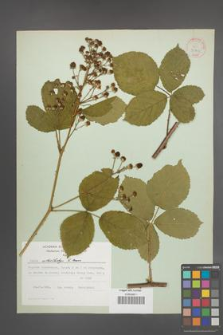 Rubus orthostachys [KOR 30731]