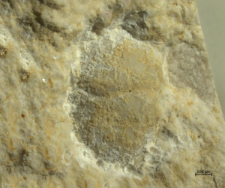 Goniodromitidae