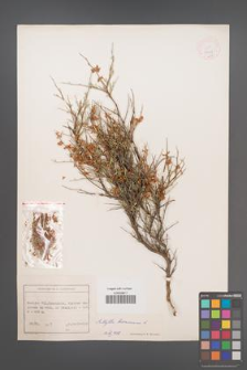 Anthyllis hermanniae [KOR 11958]