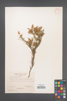 Anthyllis hermanniae [KOR 21059]