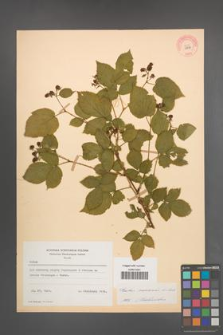 Rubus nessensis [KOR 10849]