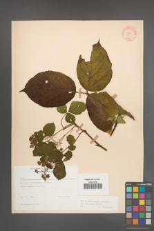 Rubus pedemontanus [KOR 10565]