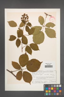 Rubus pallidifolius [KOR 32132]