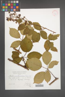 Rubus parthenocissus [KOR 41448]