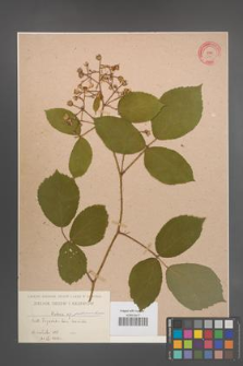 Rubus pedemontanus [KOR 605]