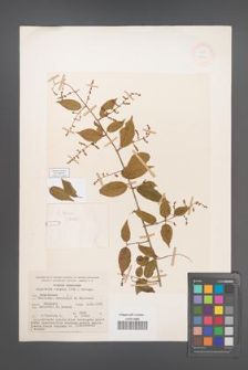 Sageretia elegans [KOR 18750]