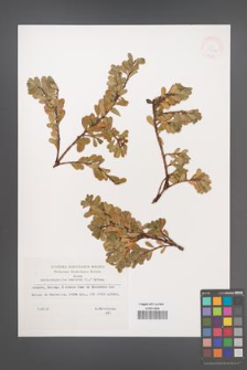 Arctostaphylos uva-ursi [KOR 32930]