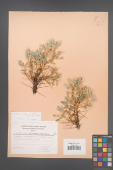 Astragalus bethlehemiticus [KOR 30909]