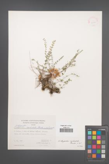 Astragalus cephalotes [KOR 30923]