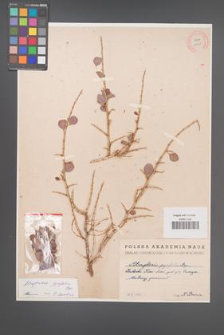 Atraphaxis pyrifolia [KOR 11975]