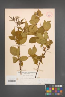 Rubus plicatus [KOR 10897]