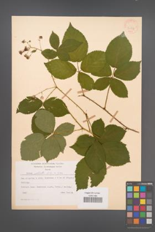 Rubus plicatus [KOR 30597]