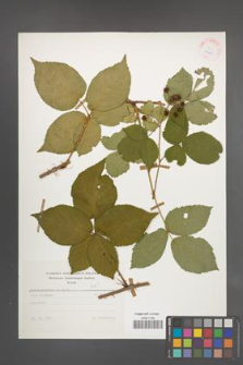 Rubus plicatus [KOR 25635]