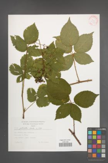 Rubus plicatus [KOR 30568]
