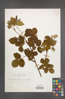 Rubus plicatus [KOR 30615]