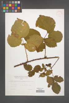 Rubus plicatus [KOR 35511]