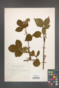 Rubus plicatus [KOR 25408]