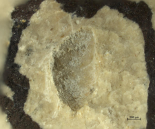 Goniodromites species