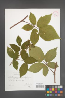 Rubus posnaniensis [KOR 41444]