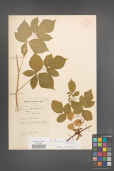 Rubus pseudoidaeus [KOR 10819]