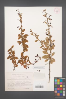 Berberis vulgaris [KOR 3995]