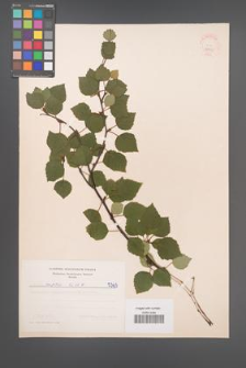 Betula carpatica [KOR 48102]
