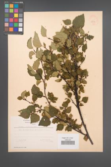 Betula carpatica [KOR 48133]