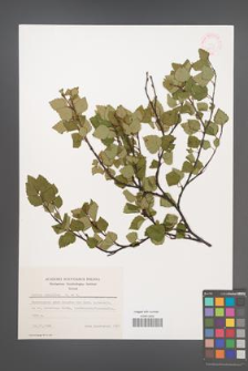 Betula carpatica [KOR 48055]
