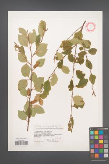 Betula microphylla [KOR 12171]