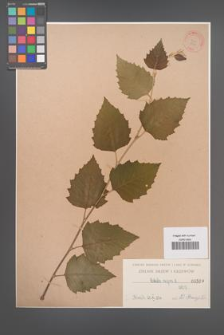 Betula nigra [KOR 599]