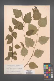 Betula nigra [KOR 591]