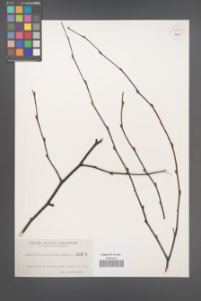 Betula nigra [KOR 54266]