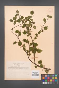 Betula pubescens [KOR 48075]