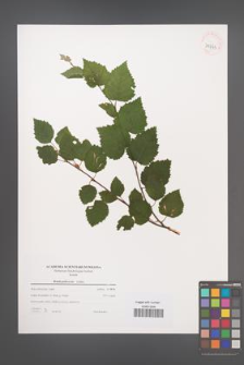 Betula pubescens [KOR 39733]