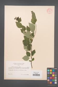 Betula pubescens [KOR 54299]
