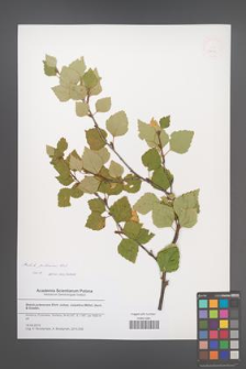 Betula pubescens [KOR 51601]