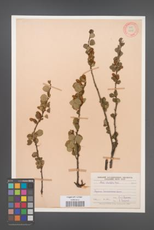 Betula rotundifolia [KOR 12268]