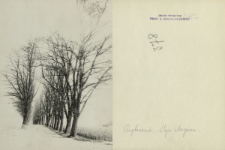 Prywatne archiwum fotograficzne roślin drzewiastych Stanisława Sokołowskiego : Akacja