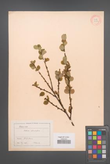 Betula rotundifolia [KOR 33874]