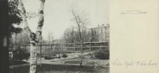 Prywatne archiwum fotograficzne roślin drzewiastych Stanisława Sokołowskiego : Brzozy