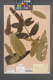 Buddleia [Buddleja] albiflora [KOR 461]
